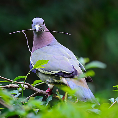 포토 JPG 해외이미지 나무 야생동물 날개 태국 조류 사람없음 야외 초록색 컬러풀 갈색 환경 나뭇가지 보호 숲 비둘기 해외202004 해외포토 식물 동물 아시아 컬러 컨셉 파일형식 이미지허브