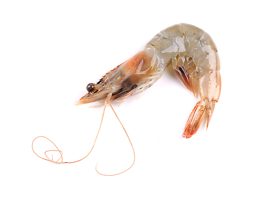 포토 JPG 해외이미지 음식 바다 백그라운드 다이어트 재료 조개 새우 건강 갑각류 요리 사람없음 물 머리 식사 저녁식사 흰색 신선 맛 해산물 날것 태평양 점심식사 고립 단백질 생식 수경재배 해외202004 해외포토 자연요소 동물 컬러 컨셉 어패류 신체부위 영양소 파일형식 이미지허브