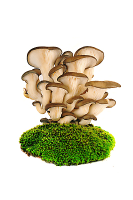 포토 JPG 해외이미지 잡화 음식 백그라운드 농업 다이어트 채소 재료 건강 이끼 요리 사람없음 목재 갈색 식당 식사 저녁식사 버섯 굴 흰색 신선 그룹 맛 먹기 준비 질감 생물학 영수증 내추럴 고립 곰팡이 식용 해외202004 해외포토 나무 교육 산업 컬러 컨셉 모션 어패류 금융 상점 파일형식 이미지허브