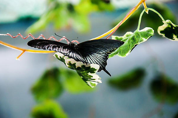 포토 JPG 해외이미지 동물 남자 야생동물 나비 곤충 날개 자연 휴식 안테나 동양인 사람없음 여름 컬러풀 검은색 내추럴 해외202004 해외포토 계절 컬러 컨셉 통신 사람 인종 생태계 파일형식 이미지허브