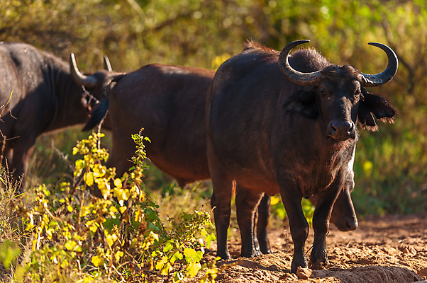 포토 JPG 해외이미지 동물 응시 공원 남자 야생동물 여행 포유류 아프리카 자연 초식동물 뿔 사람없음 야외 초록색 환경 맑음 검은색 젖음 황무지 위험 큼 망토 사파리 황소 5 남쪽 내추럴 강렬 공격적 전국 해외202004 해외포토 시선 공공시설 나라 컬러 컨셉 날씨 사람 숫자 소 크기 방향 생태계 파일형식 이미지허브