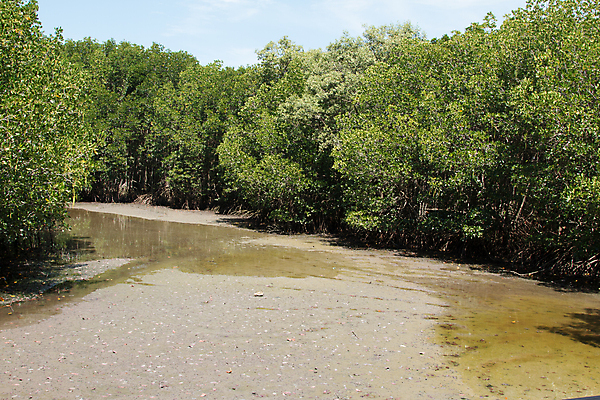 포토 JPG 해외이미지 나무 식물 공원 아시아 바다 여행 백그라운드 잎 태국 자연 하늘 휴가 풍경 사람없음 야외 초록색 물 여름 파란색 강 반사 환경 맑음 침묵 봄 흰색 나뭇가지 신선 보호 숲 큼 뿌리 내추럴 생태학 해외202004 해외포토 자연요소 계절 공공시설 교육 나라 컬러 컨셉 날씨 소리 크기 생태계 파일형식 이미지허브