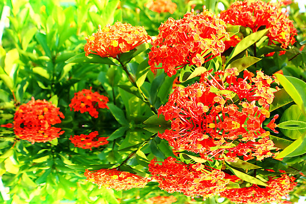 포토 JPG 해외이미지 식물 디자인 꽃잎 꽃 백그라운드 꽃무늬 밭 자연 수채화 미술 사람없음 빨간색 초록색 여름 컬러풀 정원 봄 수확 벚꽃 흰색 닫기 양귀비 고립 해외202004 해외포토 계절 컬러 무늬 농업 모션 문화예술 생태계 파일형식 이미지허브