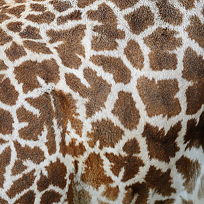 포토 JPG 해외이미지 동물 야생동물 백그라운드 패턴 포유류 아프리카 자연 초식동물 추상 털 동물원 사람없음 큼 가죽 기린 사파리 진짜 해외202004 해외포토 나라 무늬 크기 생태계 파일형식 이미지허브