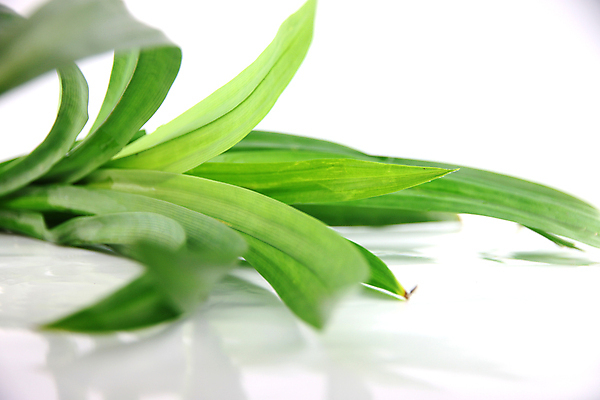 포토 JPG 해외이미지 나무 식물 음식 잎 사람없음 초록색 흰색 허브 향기 해외202004 해외포토 컬러 냄새 파일형식 이미지허브