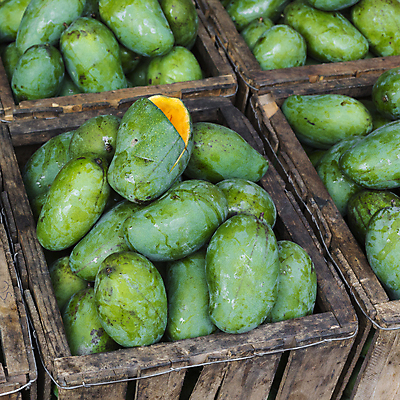 포토 JPG 해외이미지 나무 식물 계절 음식 백그라운드 농업 오렌지 과일 자연 건강 동양인 사람없음 야외 빨간색 초록색 여름 컬러풀 노란색 신선 시장 닫기 달콤 유기농 망고 내추럴 숙성 채식주의자 플로리다 해외202004 해외포토 웰빙 산업 컬러 모션 인종 미국 맛 열대과일 생태계 채식 파일형식 이미지허브