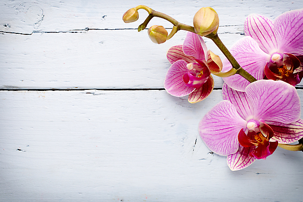 포토 JPG 해외이미지 식물 꽃잎 꽃 줄기 분홍색 백그라운드 자연 사람없음 스파 침묵 봄 난초 오브젝트 장면 해외202004 해외포토 계절 컬러 소리 생태계 파일형식 이미지허브