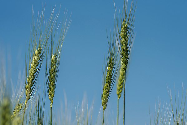 포토 JPG 해외이미지 식물 계절 음식 빵 줄기 백그라운드 밭 농업 자연 하늘 날씨 건조 건강 씨앗 풍경 사람없음 야외 초록색 농작물 농장 농경지 노란색 새싹 환경 봄 수확 성장 가을 시골 황금 낟알 땅 시리얼 밀 유기농 보리 귀 밀짚 내추럴 밭일 숙성 호밀 해외202004 해외포토 웰빙 산업 컬러 곡류 신체부위 짚 생태계 파일형식 이미지허브