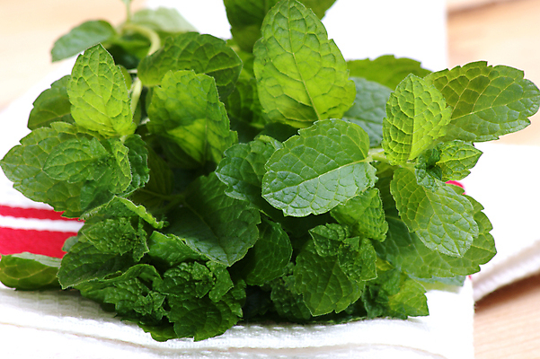 포토 JPG 해외이미지 건강 사람없음 초록색 신선 고명 맛 자르기 다발 민트 날것 내추럴 해외202004 해외포토 컬러 컨셉 모션 허브 파일형식 이미지허브