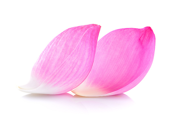 포토 JPG 해외이미지 식물 꽃잎 꽃 선 분홍색 백그라운드 패턴 자연 연꽃 사람없음 물 여름 컬러풀 벚꽃 흰색 닫기 내추럴 고립 해외202004 해외포토 자연요소 계절 컬러 무늬 모션 생태계 파일형식 이미지허브