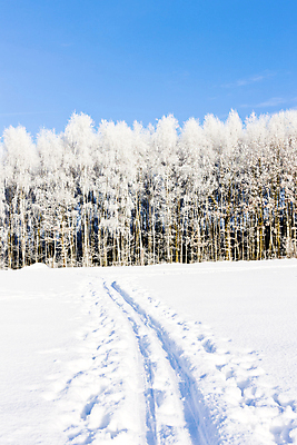 포토 JPG 해외이미지 주간 나무 겨울 자국 자연 사람없음 야외 설원 체코 겨울풍경 해외202004 눈덮임 해외포토 자연요소 식물 계절 유럽 컨셉 눈_날씨 풍경 생태계 파일형식 이미지허브