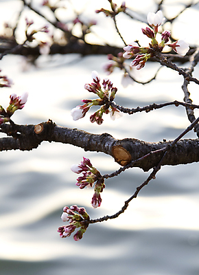 포토 JPG 해외이미지 꽃 선 자연 사람없음 물 빛 새싹 평화 축제 봄 새벽 벚꽃 나뭇가지 체리 내추럴 생태학 전국 해외202004 해외포토 자연요소 나무 식물 계절 교육 컨셉 과일 생태계 파일형식 이미지허브