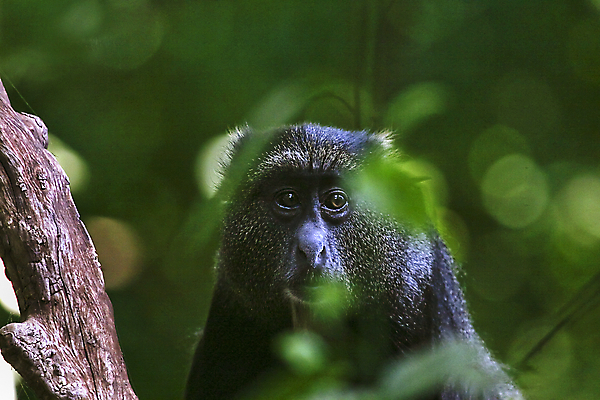 포토 JPG 해외이미지 동물 야생동물 밭 아프리카 자연 휴가 따뜻함 국립공원 사람없음 원숭이 뜨거움 사파리 케냐 유인원 세렝게티 탄자니아 해외202004 해외포토 공원 나라 농업 포유류 생태계 파일형식 이미지허브