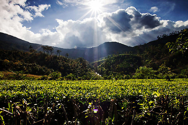 포토 JPG 해외이미지 식물 계절 아시아 여행 백그라운드 잎 밭 농업 자연 산 동양인 풍경 사람없음 야외 초록색 여름 농작물 농장 농경지 환경 계곡 시골 신선 차 땅 언덕 장면 산악지대 밭일 해외202004 해외포토 나라 산업 음료 컬러 인종 생태계 파일형식 이미지허브