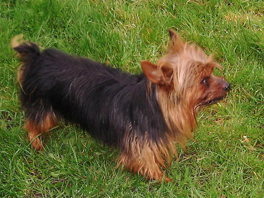 포토 JPG 해외이미지 응시 서기 잔디 사람없음 장난감 미니어처 개 강아지 모피 요크셔테리어 테리어 꼬리 사냥개 부드러움 송곳니 해외202004 해외포토 식물 시선 포유류 모션 반려동물 모형 감각 치아 파일형식 이미지허브