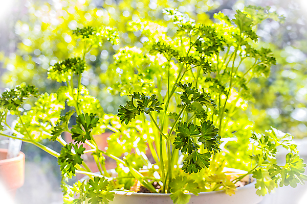 포토 JPG 해외이미지 음식 채소 파슬리 요리 사람없음 여름 맑음 요리사 봄 성장 고명 냄비 허브 향신료 해외202004 해외포토 식물 직업 계절 날씨 솥 향미료 파일형식 이미지허브