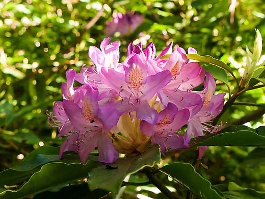 포토 JPG 해외이미지 나무 식물 계절 공원 꽃잎 꽃 분홍색 백그라운드 컨셉 잎 꽃무늬 봄꽃 자연 벽지 추상 사람없음 초록색 여름 컬러풀 햇빛 정원 봄 벚꽃 흰색 신선 개화 주식 진달래 내추럴 해외202004 해외포토 공공시설 컬러 무늬 금융 태양 생태계 파일형식 이미지허브