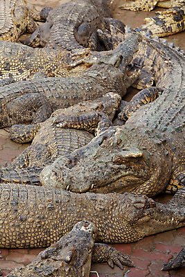 포토 JPG 해외이미지 동물 아시아 야생동물 파충류 태국 자연 동물원 저울 사람없음 물 강 농장 머리 힘 연못 오픈 입 치아 위험 큼 먹이 피부 육식동물 악어 사냥꾼 주둥이 토막 내추럴 힘찬 많음 해외202004 해외포토 자연요소 직업 나라 컨셉 농업 신체부위 소화기관 크기 생태계 파일형식 이미지허브