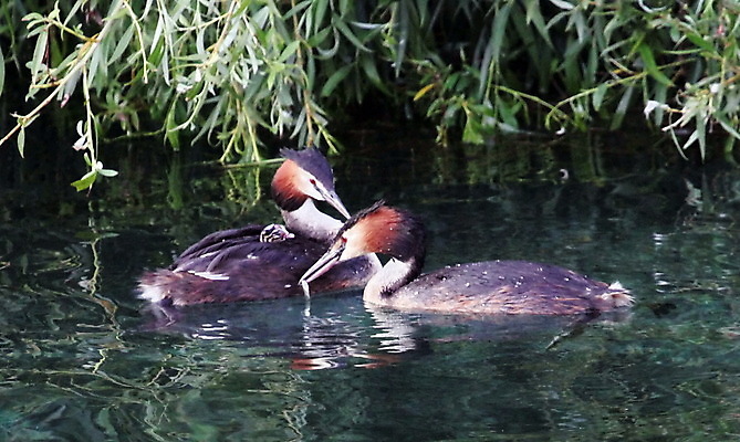포토 JPG 해외이미지 동물 여자 남자 호수 야생동물 파도 자연 조류 오리 수영장 종류 사람없음 야외 물 강 컬러풀 머리 봄 아기 연못 신선 행운 큼 유혹 깃털 부리 갈기 멸종 물새 철새 짝짓기 동물상 해외202004 해외포토 자연요소 계절 바다 컬러 컨셉 사람 신체부위 조형물 크기 생태계 파일형식 이미지허브