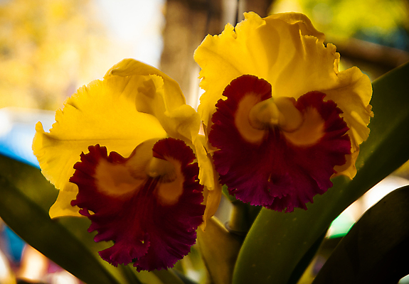 포토 JPG 해외이미지 식물 계절 꽃잎 꽃 꽃다발 백그라운드 꽃무늬 자연 선물 사람없음 장식 초록색 여름 머리 정원 스파 화목 봄 활발 개화 난초 고급 우아함 맛 냄새 아로마 향 단아함 해외202004 해외포토 컬러 컨셉 무늬 신체부위 생태계 파일형식 이미지허브