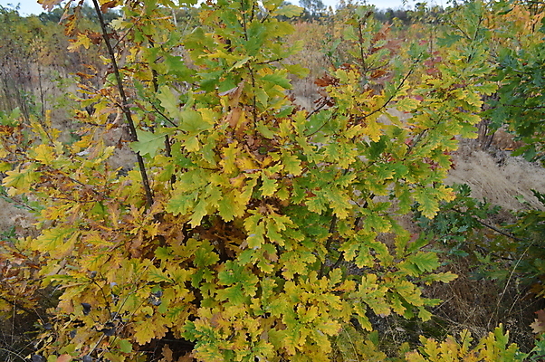 포토 JPG 해외이미지 나무 식물 계절 공원 길 여행 잎 오렌지 자연 풍경 사람없음 야외 목재 초록색 빛 컬러풀 태양 노란색 환경 맑음 가을 황금 숲 10월 내추럴 해외202004 해외포토 자연요소 공공시설 컬러 과일 재료 날씨 날짜 생태계 파일형식 이미지허브
