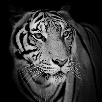 포토 JPG 해외이미지 동물 시선 얼굴 야생동물 오렌지 포유류 아프리카 털 사람없음 반사 머리 고양이 줄무늬 프랑스 분노 흰색 물방울 표현 호랑이 닫기 위험 사파리 육식동물 사냥꾼 표범 고립 공격적 시베리아 해외202004 해외포토 직업 감정 유럽 나라 컬러 컨셉 무늬 과일 모션 신체부위 반려동물 파일형식 이미지허브