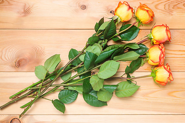 포토 JPG 해외이미지 디자인 기념일 꽃잎 꽃 분홍색 꽃다발 결혼 백그라운드 꽃무늬 자연 탁자 엄마 휴가 발렌타인데이 선물 사랑 사람없음 목재 장식 초록색 장미 노란색 봄 수확 벚꽃 시골 축하 인사 신선 생일 정상 다발 질감 복고 내추럴 해외202004 해외포토 나무 식물 계절 감정 컬러 가구 컨셉 무늬 농업 재료 가족 데이이벤트 이벤트 예절 생태계 파일형식 이미지허브