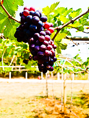 포토 JPG 해외이미지 식물 계절 산업 백그라운드 잎 밭 농업 과일 태국 자연 포도 추상 건강 사람없음 야외 초록색 여름 컬러풀 햇빛 우주 환경 와인 정원 봄 성장 가을 나뭇가지 신선 유기농 내추럴 양조장 해외202004 해외포토 나무 웰빙 아시아 컬러 무늬 주류 태양 생태계 파일형식 이미지허브