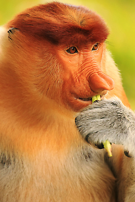 포토 JPG 해외이미지 나무 동물 커플 공원 남자 아시아 야생동물 여행 포유류 자연 종류 서기 앉기 사람없음 원숭이 숲 먹기 코 멸종 단상 말레이시아 수유 이국적 해외202004 해외포토 식물 공공시설 나라 관계 모션 사람 신체부위 생태계 파일형식 이미지허브