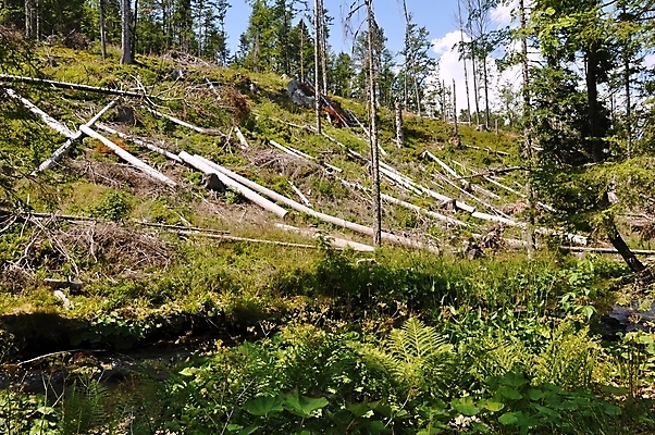 포토 JPG 해외이미지 나무 산업 농업 자연 하늘 풍경 사람없음 야외 목재 초록색 환경 재활용 손상 에너지 죽음 제조 보호 숲 장작 자르기 딱정벌레 질감 나무껍질 가뭄 자원 잡동사니 내추럴 생태학 수목 옛날 해외202004 해외포토 식물 교육 컬러 곤충 컨셉 재료 모션 날씨 껍질 친환경 생태계 파일형식 이미지허브