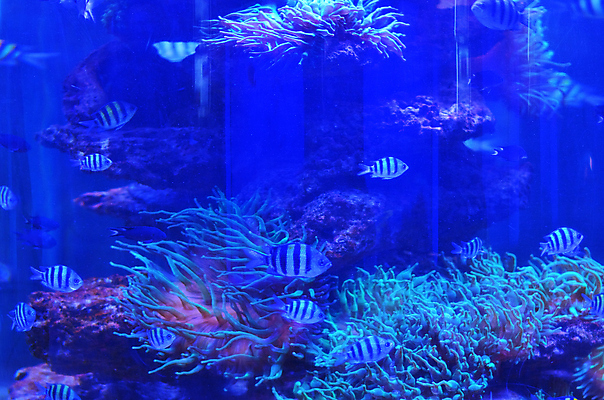 포토 JPG 해외이미지 식물 야생동물 바다 백그라운드 자연 어류 풍경 사람없음 초록색 물 파란색 컬러풀 세계 바닷속 수중 줄무늬 거품 투명 해조류 산호 큼 장어 다이빙 꼬리 상어 암초 수족관 해파리 석호 스펀지 내추럴 광 깊이 소금물 평야 해외202004 해외포토 자연요소 동물 컬러 무늬 수영 수중동물 해양식물 자포동물 크기 생태계 수중스포츠 파일형식 이미지허브