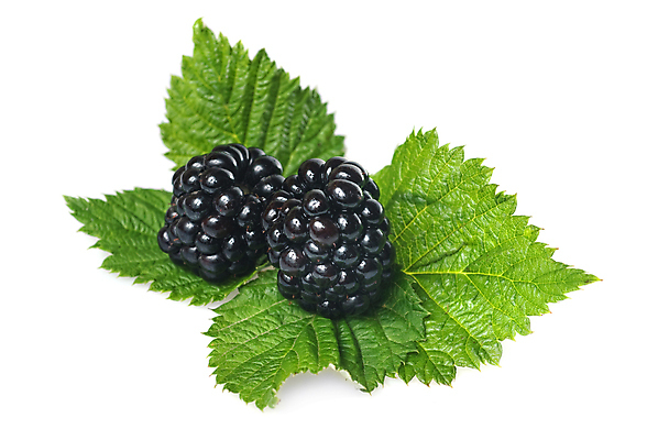 포토 JPG 해외이미지 열매 음식 백그라운드 잎 다이어트 과일 자연 추상 건강 사람없음 초록색 여름 농작물 반사 검은색 봄 흰색 신선 달콤 먹기 상쾌 블랙베리 내추럴 고립 숙성 해외202004 해외포토 식물 계절 감정 컬러 무늬 농업 모션 맛 생태계 파일형식 이미지허브