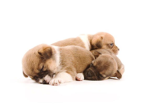 포토 JPG 해외이미지 동물 얼굴 새로움 함께함 사람없음 친구 반려동물 아기 잠 개 달콤 강아지 형제 송곳니 동반자 해외202004 해외포토 남자 컨셉 포유류 가족 관계 사람 신체부위 맛 치아 파일형식 이미지허브