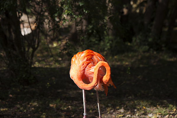 포토 JPG 해외이미지 주간 한마리 풍경 사람없음 야외 여름 플라밍고 해외202004 해외포토 자연요소 1 계절 조류 파일형식 이미지허브