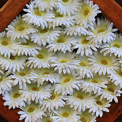 포토 JPG 해외이미지 식물 꽃 꽃다발 백그라운드 잎 꽃무늬 밭 농업 자연 새로움 사람없음 장식 초록색 여름 컬러풀 화장 정원 성장 벚꽃 나뭇가지 신선 화려 개화 허브 인공 해외202004 해외포토 나무 계절 산업 컬러 컨셉 무늬 뷰티 생태계 파일형식 이미지허브