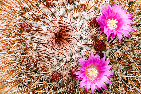 포토 JPG 해외이미지 식물 계절 꽃잎 꽃 백그라운드 꽃무늬 패턴 자연 추상 선인장 건조 풍경 사람없음 초록색 환경 정원 봄 사막 벚꽃 못 개화 가시 원예 날카로움 스파이크 내추럴 꽃수술 영원 해외202004 해외포토 컬러 무늬 취미 공구 생태계 파일형식 이미지허브