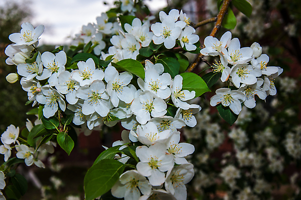 포토 JPG 해외이미지 나무 식물 디자인 계절 꽃잎 꽃 잎 꽃무늬 농업 벽지 사람없음 그래픽 장식 빨간색 컬러풀 환경 정원 봄 성장 벚꽃 흰색 나뭇가지 신선 개화 사과 과수원 원예 질감 내추럴 고립 해외202004 해외포토 산업 컬러 무늬 과일 취미 파일형식 이미지허브