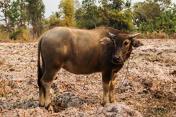 포토 JPG 해외이미지 동물 응시 공원 남자 아시아 문화 얼굴 야생동물 밭 농업 포유류 태국 자연 뿔 육류 사람없음 가로 물 농장 머리 환경 검은색 사진촬영 힘 시골 황무지 큼 망토 묘사 황소 코 진흙 내추럴 경보 힘찬 해외202004 해외포토 자연요소 시선 공공시설 나라 산업 컬러 컨셉 식재료 사람 신체부위 촬영 소 크기 생태계 파일형식 이미지허브