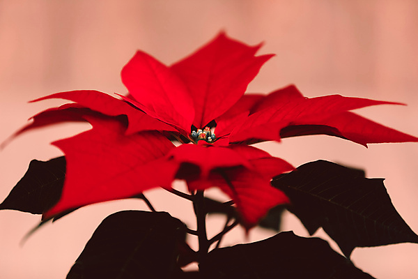 포토 JPG 해외이미지 전통 행복 잎 겨울 자연 기념 사람없음 장식 빨간색 초록색 컬러풀 노란색 축제 축하 12월 포인세티아 내추럴 해외202004 해외포토 식물 계절 꽃 감정 컬러 컨셉 날짜 생태계 파일형식 이미지허브