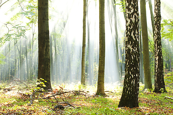 포토 JPG 해외이미지 나무 식물 공원 여행 백그라운드 단풍 잎 자연 풍경 사람없음 야외 여름 햇빛 태양 봄 안개 가을 숲 에코 폴란드 바이오 뿌연 삼림지대 해외202004 해외포토 자연요소 계절 공공시설 유럽 날씨 환경 생태계 파일형식 이미지허브