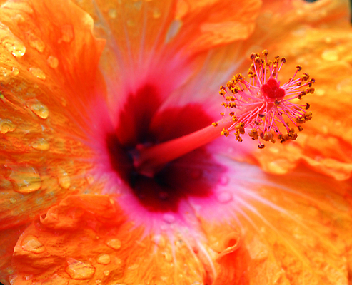 포토 JPG 해외이미지 식물 꽃 오렌지 자연 사람없음 노란색 정원 봄 원예 히비스커스 해외202004 해외포토 계절 컬러 과일 취미 생태계 파일형식 이미지허브