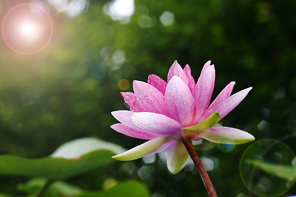 포토 JPG 해외이미지 식물 꽃잎 꽃 호수 선 분홍색 백그라운드 잎 꽃무늬 자연 표면 추상 휴식 미술 동양인 사람없음 초록색 물 빛 태양 봄 벚꽃 흰색 연못 개화 우아함 명상 싱글 내추럴 이국적 해외202004 해외포토 자연요소 계절 컬러 컨셉 무늬 문화예술 인종 생태계 파일형식 이미지허브