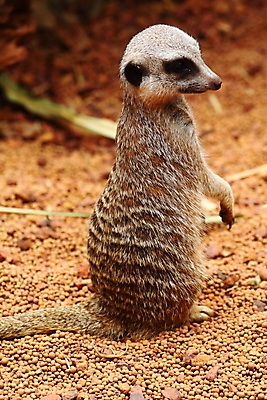 포토 JPG 해외이미지 동물 응시 공원 얼굴 야생동물 포유류 가족 아프리카 자연 조류 엄마 생물 털 동물원 서기 경비 사람없음 빨간색 초록색 파란색 갈색 노란색 사막 입 황무지 호주 보호 작음 깃털 부리 주둥이 남쪽 경보 남아프리카 미어캣 생태학 칼라하리 해외202004 해외포토 시선 공공시설 교육 나라 컬러 컨셉 관계 모션 안전 신체부위 오세아니아 크기 방향 생태계 파일형식 이미지허브