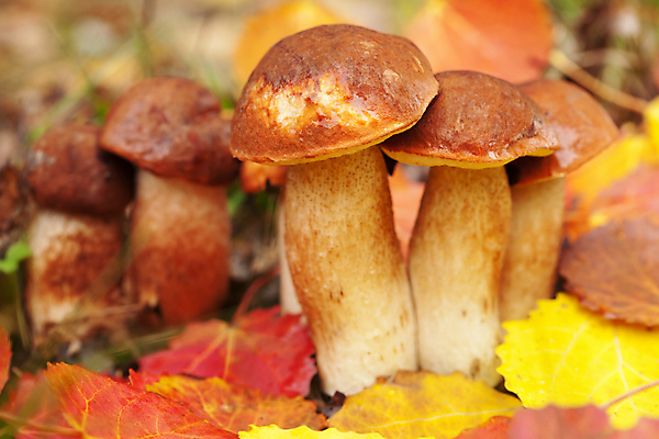 포토 JPG 해외이미지 계절 음식 줄기 채소 오렌지 재료 건강 요리 사람없음 야외 여름 갈색 노란색 버섯 수확 성장 가을 신선 숲 묘사 유기농 날것 내추럴 곰팡이 그물버섯 숙성 식용 채식주의자 캡모자 해외202004 해외포토 식물 모자_잡화 웰빙 컬러 농업 과일 채식 파일형식 이미지허브