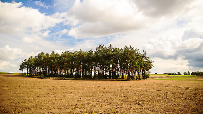 포토 JPG 해외이미지 나무 식물 구름 계절 공원 실루엣 여행 백그라운드 밭 오렌지 자연 하늘 휴가 따뜻함 그림자 풍경 사람없음 야외 빨간색 초록색 여름 파란색 빛 햇빛 태양 노란색 평화 일출 환경 침묵 황혼 일몰 새벽 황금 저녁 숲 장면 내추럴 수평선 해외202004 해외포토 자연요소 공공시설 컬러 컨셉 농업 과일 촬영기법 노을 소리 야간 생태계 파일형식 이미지허브