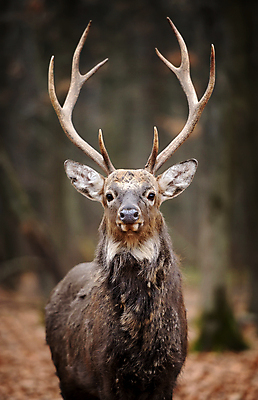 포토 JPG 해외이미지 야생동물 포유류 자연 사슴 뿔 종류 사람없음 목재 환경 달러 가을 숲 바퀴자국 트로피 사냥 서식지 신발장 해외202004 해외포토 나무 동물 계절 돈 재료 자국 상_우승 생태계 파일형식 이미지허브
