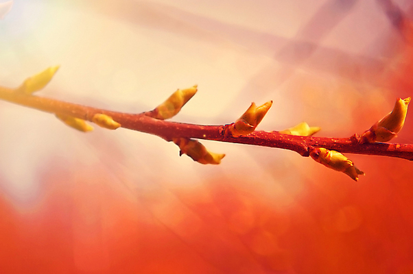 포토 JPG 해외이미지 나무 식물 계절 꽃잎 꽃 분홍색 백그라운드 잎 꽃무늬 과일 자연 벽지 새로움 사람없음 야외 초록색 빛 태양 정원 일본 봄 수확 성장 벚꽃 흰색 나뭇가지 신선 개화 체리 닫기 선택 사과 4월 보케 부드러움 내추럴 고립 소셜네트워크 해외202004 해외포토 자연요소 아시아 컬러 컨셉 무늬 농업 모션 감각 날짜 생태계 파일형식 이미지허브