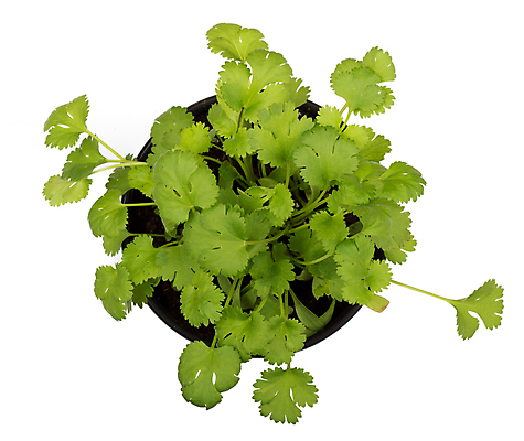 포토 JPG 해외이미지 스튜디오촬영 식물 화분 화초 음식 사람없음 봄 신선 허브 흰배경 원예 해외202004 해외포토 계절 백그라운드 실내 취미 흰색 파일형식 이미지허브