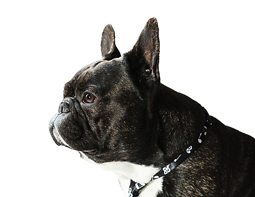 포토 JPG 해외이미지 동물 척추동물 1 응시 남자 백그라운드 포유류 넥타이 친절 앉기 사람없음 반려동물 검은색 흰색 주름 개 자르기 귀 슛 불독 송곳니 프랑스어 고립 기르기 심각 해외202004 해외포토 문자 시선 잡화 컬러 컨셉 모션 사람 신체부위 치아 돌봄 파일형식 이미지허브