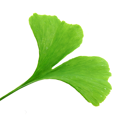 포토 JPG 해외이미지 나무 식물 음식 백그라운드 잎 자연 건강 사람없음 초록색 약 흰색 나뭇가지 닫기 약초 자르기 허브 오브젝트 고립 해외202004 해외포토 컬러 의학 모션 풀_식물 생태계 파일형식 이미지허브